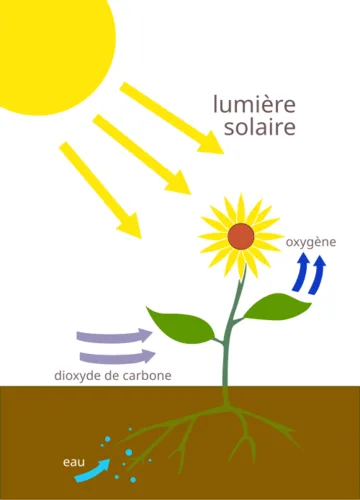 Photosynthèse